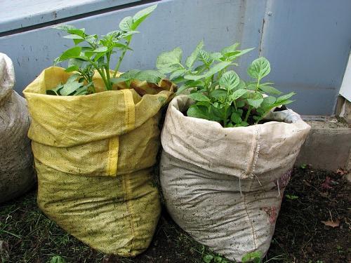 growing potatoes in bags