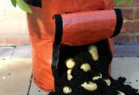 Wie man pflanzt Kartoffeln in Säcken? Der Anbau von Kartoffeln in Säcken