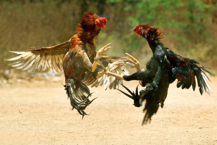 breed fighting cocks
