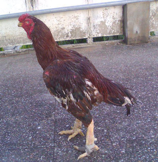 種鶏roosters