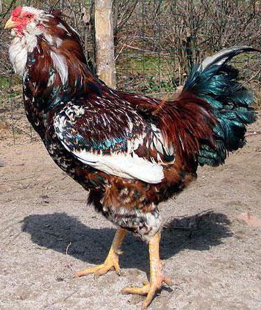 breed roosters