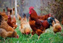 種roosters:説明と写真