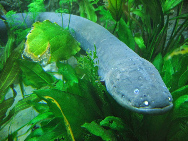 Boy elektrikli yılan balığı