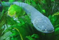 Elektrikli yılan balığı: tanım ve özellikler