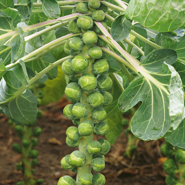 how to grow Brussels sprouts