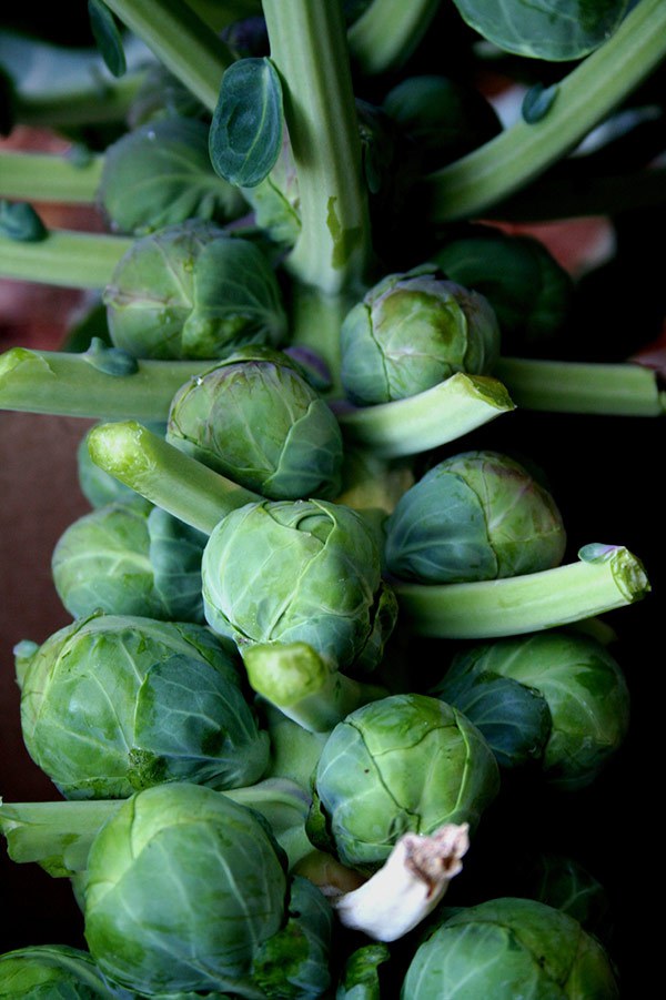 how to grow Brussels sprouts in the garden