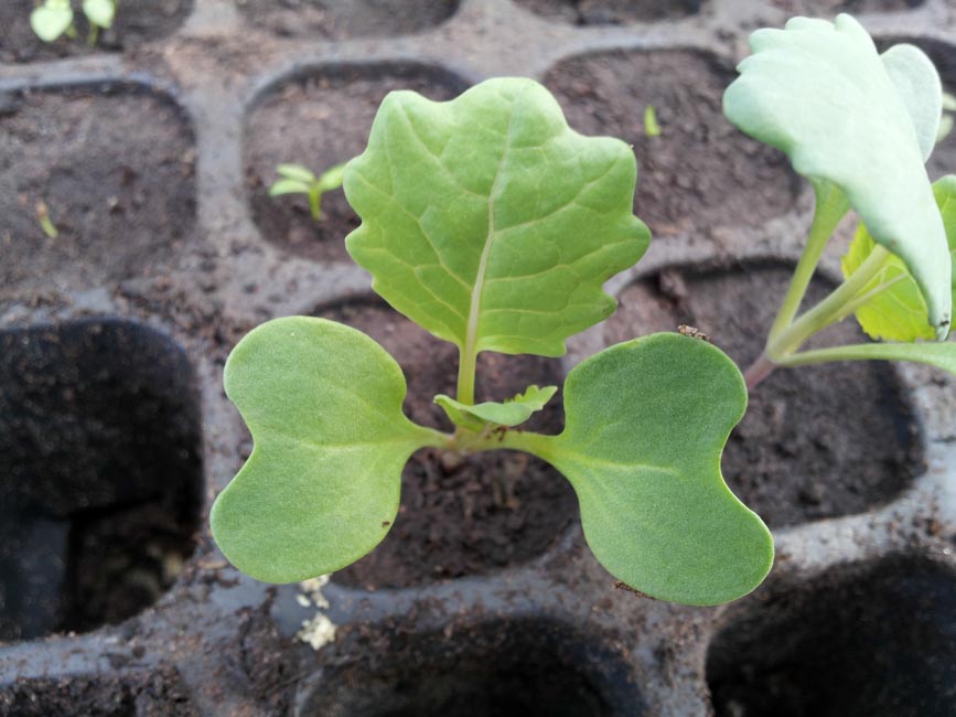 how to grow seedlings Brussels sprouts from seed 1