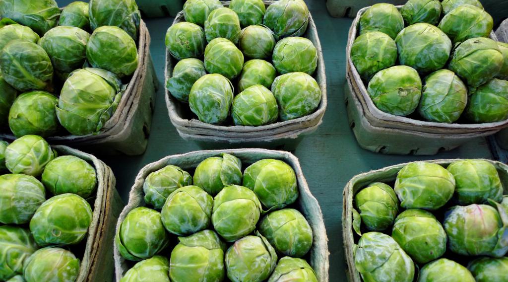 how to grow Brussels sprouts from seed