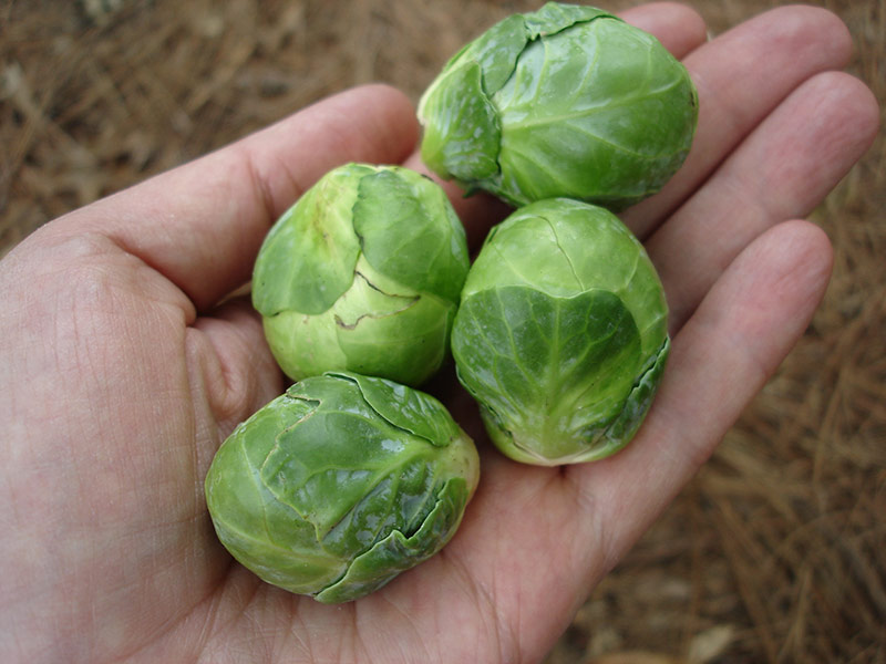grow Brussels sprouts in the country