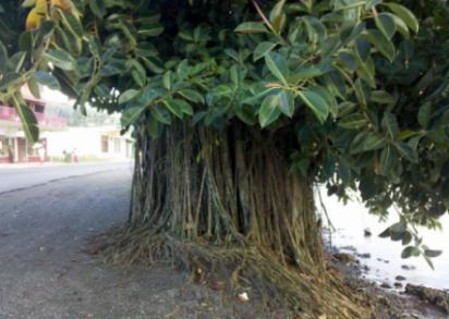 Ficus Gummiband