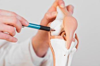 a Função do tecido de cartilagem humana