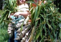 Proper predecessors of garlic - the key to a good harvest
