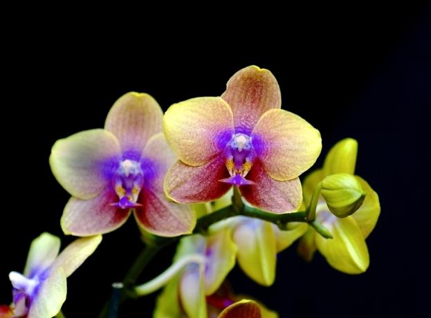 orchids how to care in the home