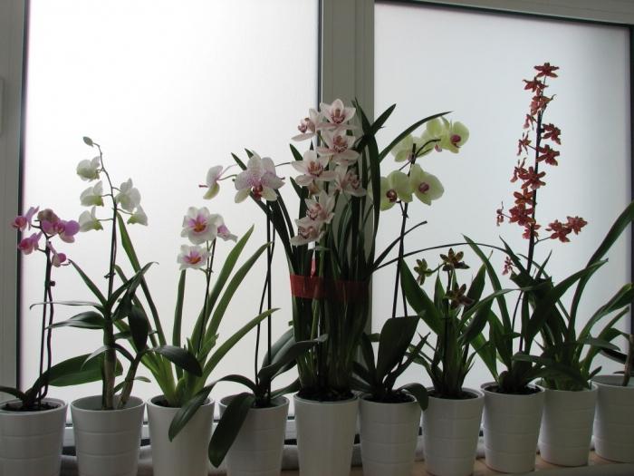 orquídea como cuidar da reprodução