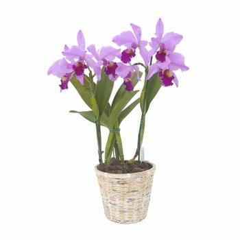 potted Phalaenopsis Orchid how to care