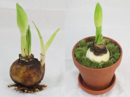 gippeastrum reproduction
