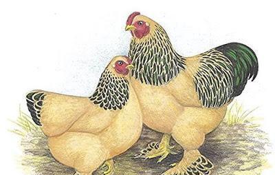 breeding chickens at home for beginners