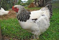 La raza de gallinas brahma ligera: descripción, características de los clientes