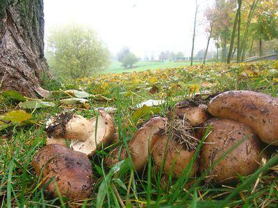 poplar ryadovka mushroom