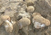 Рядовка тополева (гриб пісочник)