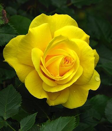 la rosa amarilla de la foto