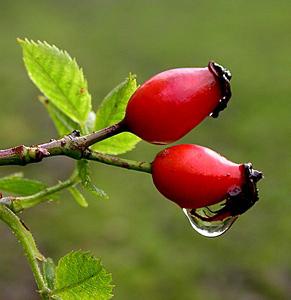 how to dry rosehips