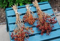 How to dry rose hips to retain all the healing properties