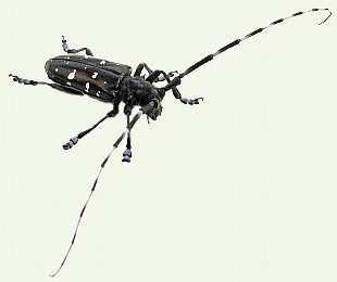 the Capricorn beetle