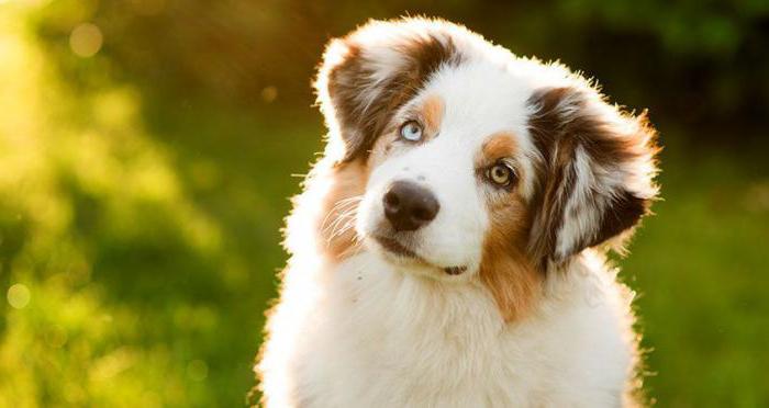 removal of white bumps in dogs