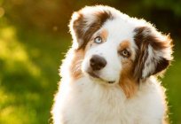 Wens the dog: photos, causes, treatment