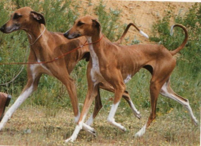 raças raras de cães, com fotos
