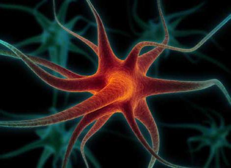 ¿dónde y cómo se forman нейрогормоны