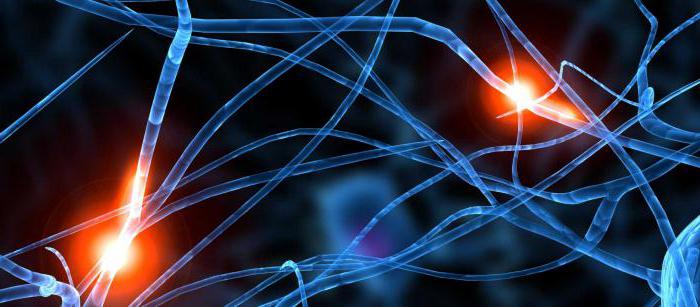 o papel do sistema nervoso