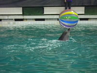 санкт петербург дельфінарій