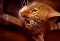 Cariñosos y malos pelirrojas gatos: lo que es actuado? Que predicen?