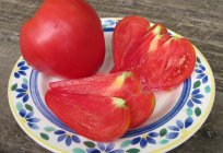 O tomate Mordomo: descrição variedades, características de desempenho, produtividade, características de cultivo