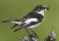 Flycatcher - pássaro delicada e bonita