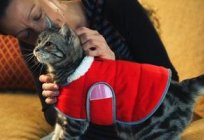 Попона bir kedi için gerekli bir ameliyat sonrası aksesuar