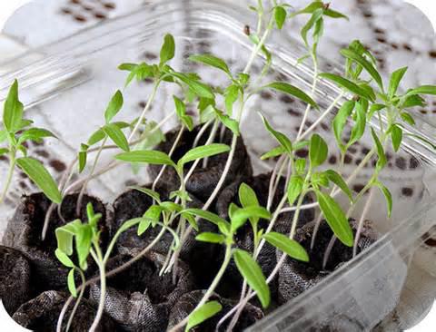 how to dive seedlings of tomatoes