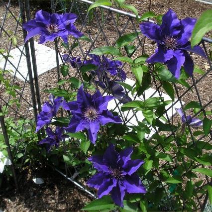 Where to buy clematis