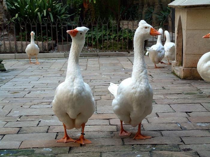 geese saved Rome