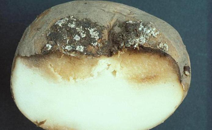 the pathogen cancer potatoes