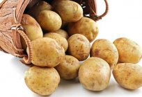 Cancer of potatoes: pathogen and ways of transmission, ways of dealing