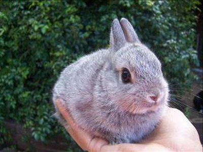 the life expectancy of dwarf rabbits
