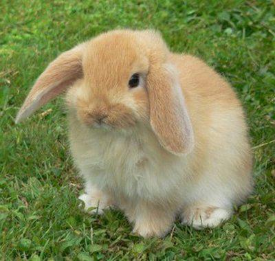 متوسط العمر المتوقع الأرنب