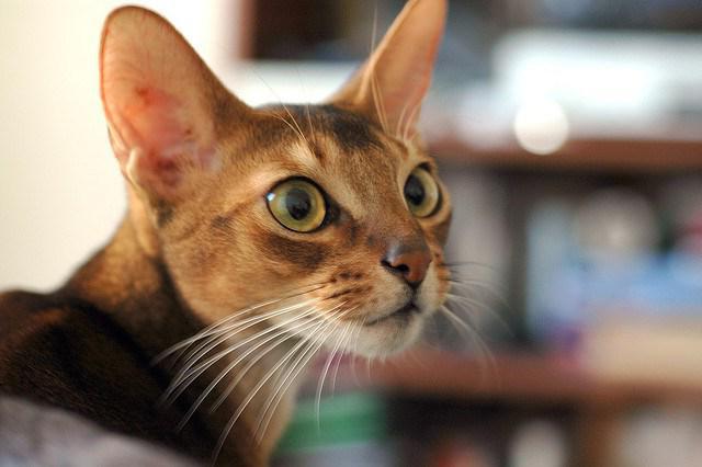 абіссінська кішка фото