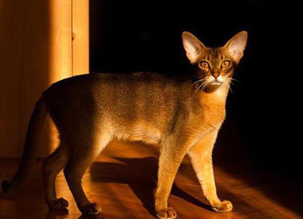 Abyssinian cat wild color