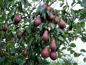 diseases and pests of pear