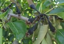 Welche Krankheiten und Schädlinge die Birnen sind gefährlich?