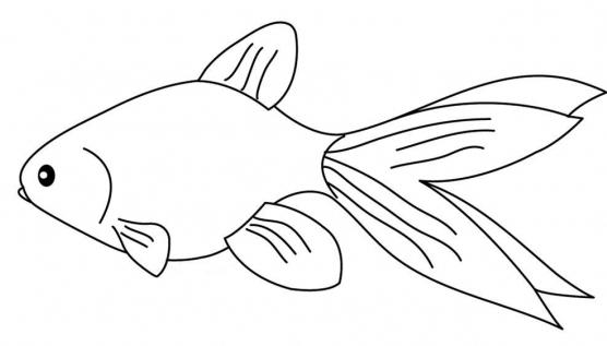 how to draw a goldfish with a pencil